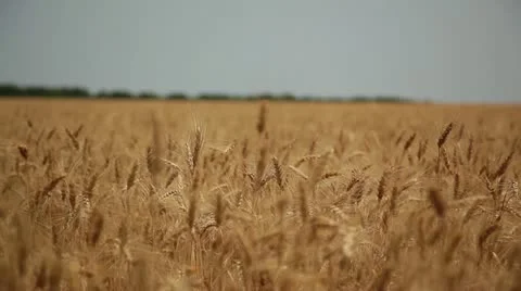 Harvest 006 Stock Footage 14815299