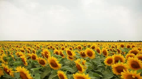 Harvest 007 Vídeos de archivo 14815308