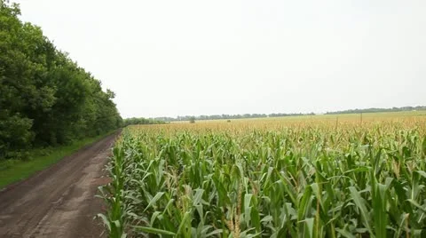 Harvest 008 Vídeos de archivo 14815285