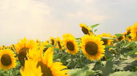 Harvest 009 Stock Footage 14815317
