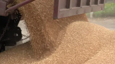 Harvest 012 Stock Footage 14815274