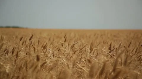 Harvest 014 Stock Footage 14815300