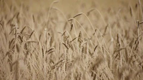 Harvest 2 Stock Footage 31957307