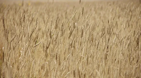 Harvest 4 Stock Footage 31747901