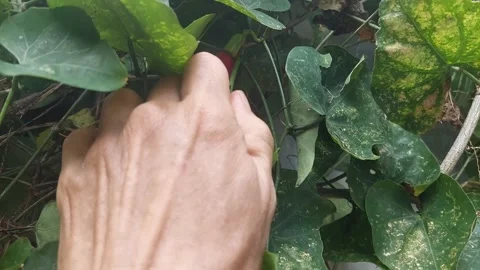 Harvest, 4k Stock Footage 297612191