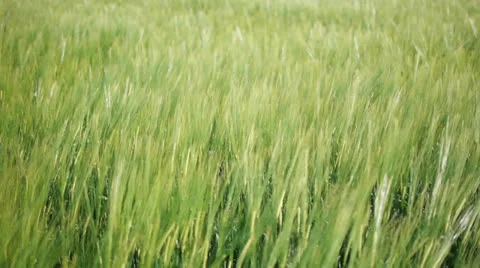 Harvest agriculture corn field Video stock 24997779