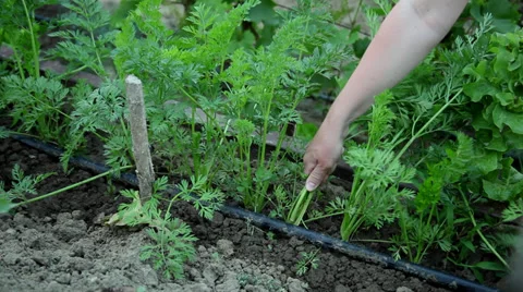Harvest, agriculture, hands pulling out fresh carrots, vegetable garden Stock Footage 39655262