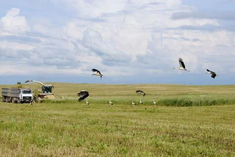 Harvest and storks Stock Photos