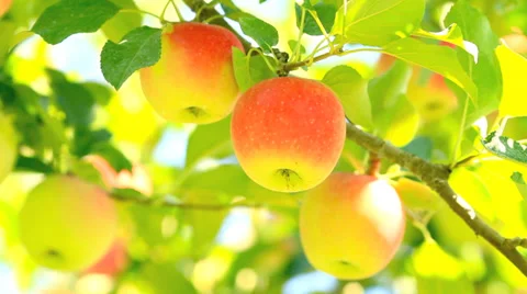 Harvest apples. Stock Footage 28494355