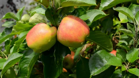 Harvest apples Stock Footage 29664463