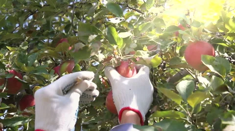The Harvest of Apples. Video stock 56724503