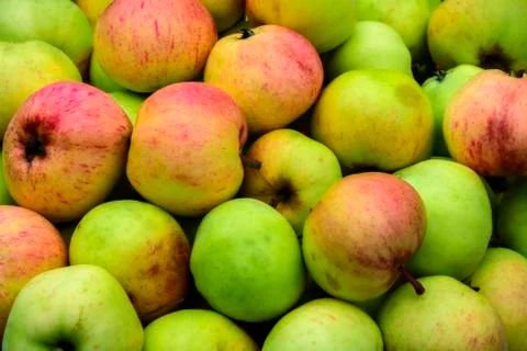 Harvest of apples. Stock Photos