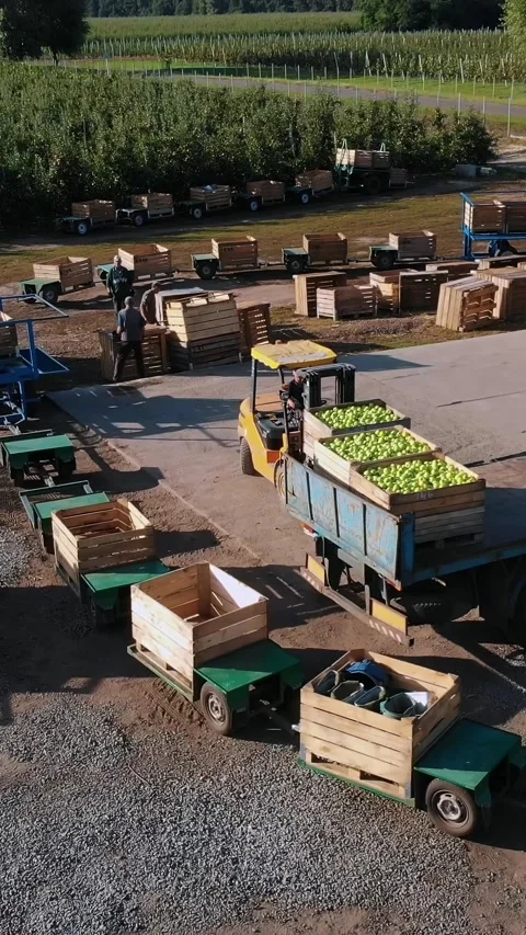 Harvest of apples, small loaders, forklift trucks, machines load a big truck, Stock Footage 314786367