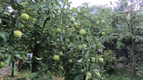 Harvest apples on tree branches. Stock-Footage 141133751