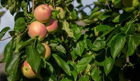Harvest of apples on the tree. Selective focus. Stock Photos