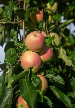 Harvest of apples on the tree. Selective focus. Stock-Fotos