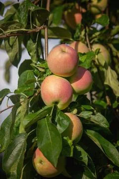 Harvest of apples on the tree. Selective focus. Stock Photos