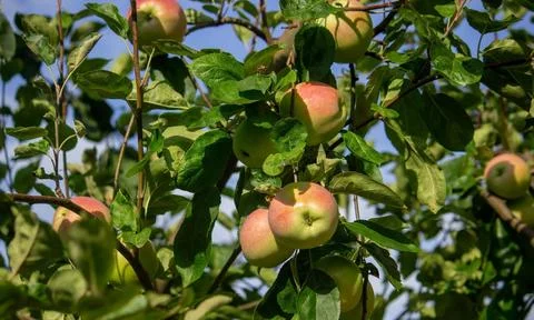Harvest of apples on the tree. Selective focus. Stock Photos