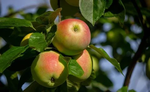 Harvest of apples on the tree. Selective focus. Stock Photos