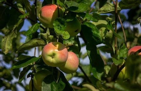 Harvest of apples on the tree. Selective focus. Stock Photos
