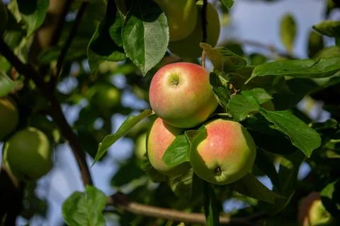 Harvest of apples on the tree. Selective focus. Stock Photos