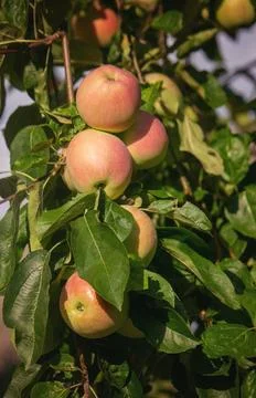 Harvest of apples on the tree. Selective focus. Stock-Fotos