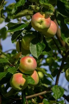 Harvest of apples on the tree. Selective focus. Stock Photos
