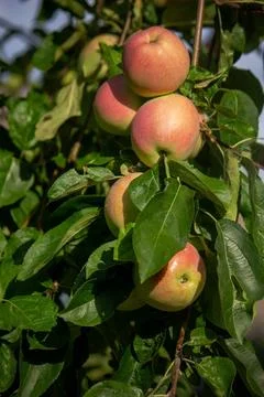 Harvest of apples on the tree. Selective focus. Stock Photos