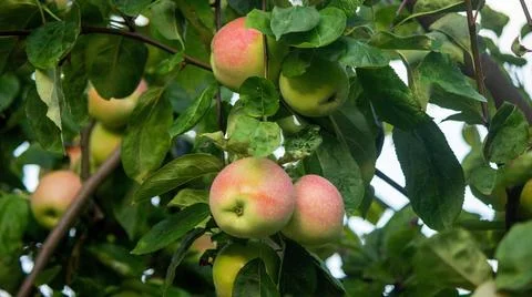Harvest of apples on the tree. Selective focus. Stock Photos