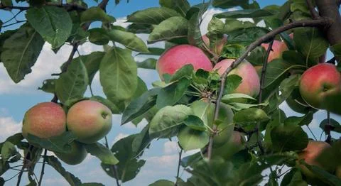 Harvest of apples on the tree. Selective focus. Stock Photos