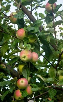 Harvest of apples on the tree. Selective focus. Stock Photos