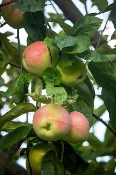 Harvest of apples on the tree. Selective focus. Stock Photos