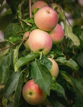 Harvest of apples on the tree. Selective focus. Stock Photos