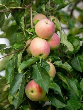 Harvest of apples on the tree. Selective focus. Stock Photos