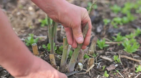 Harvest asparagus Stock Footage 25602122