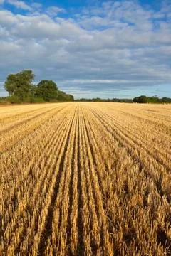 Harvest background Stock Photos