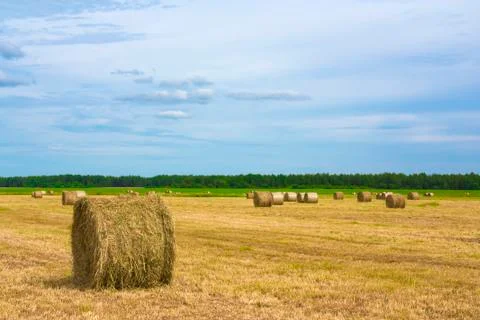 Harvest background Stock Photos