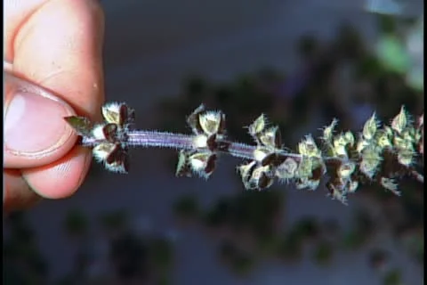 Harvest Basil seed Stock Footage