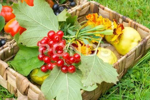 Harvest in a basket Stock Photos