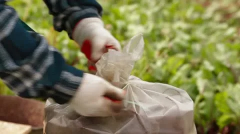 Harvest Of Beetroot Stock Footage 22277671
