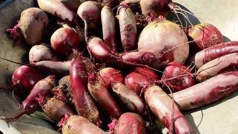 Harvest beets of different varieties Stock Footage 116809553