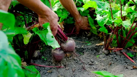 Harvest beets in the garden in the hands of a male farmer. Selective focus. Stock Footage