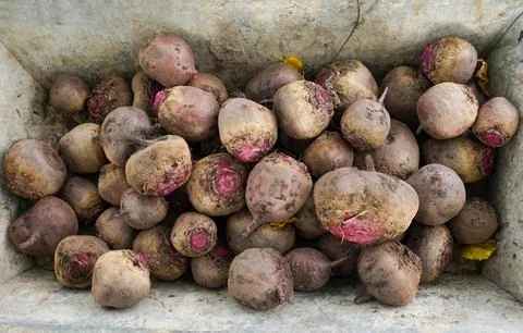 Harvest beets in a rusty container. Problems of development of countries with Stock Photos