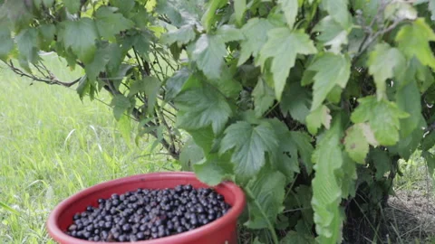 The harvest of black currant Vidéo 92102699