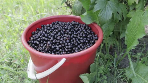 The harvest of black currant 動画素材 92102903