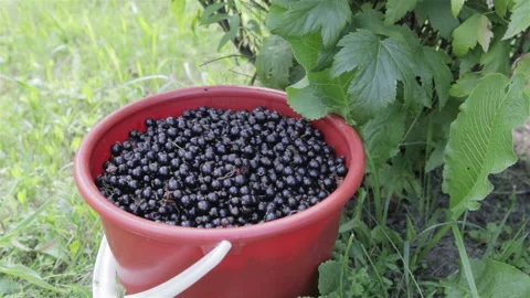 The harvest of black currant Vídeo Stock 92103178