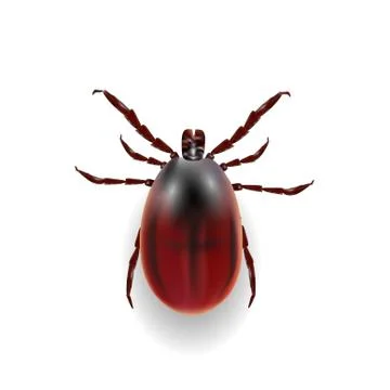 Harvest bug on a white background wiht shadow. illustration Stock Illustration