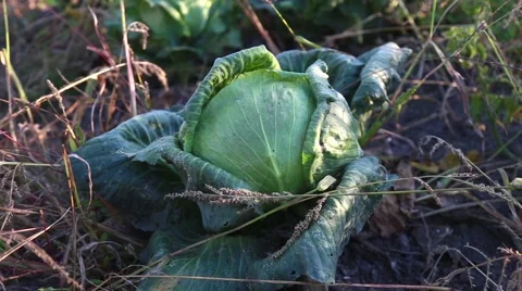Harvest of Cabbage in the Field Stock Footage 55899160