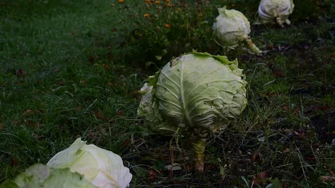 Harvest cabbage Stock Footage 116434579