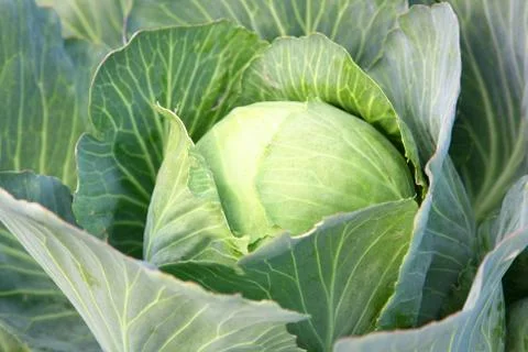 Harvest of the cabbage 스톡 사진